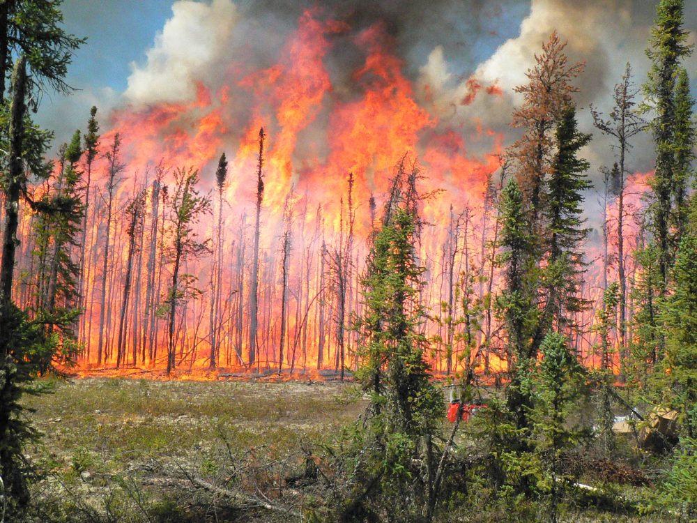 The Wildfire-Resilient Landscapes Network: Bridging Indigenous Knowledge, Scientific Expertise, and Finance